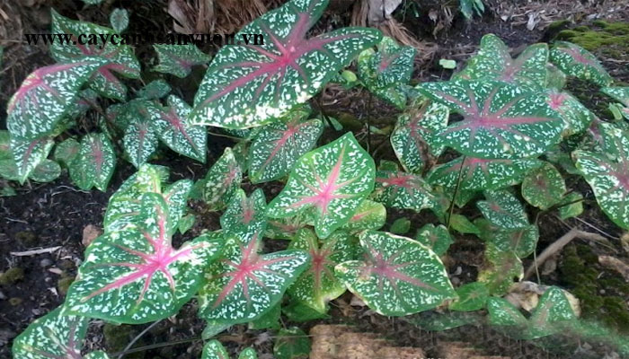 cây môn đốm