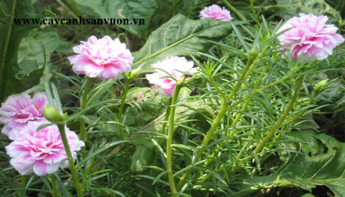 cây mười giờ sam