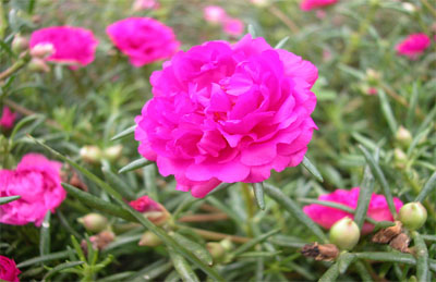 Cây mười giờ sam