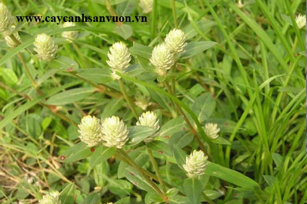cây nở ngày