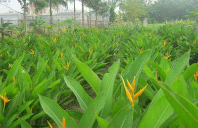 Cây thiên điểu