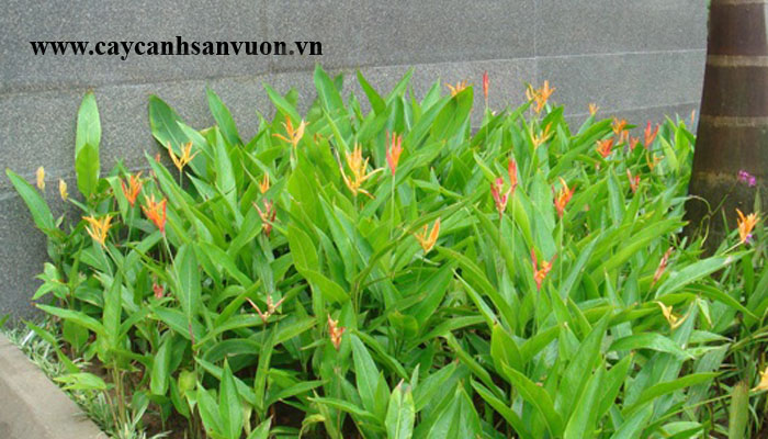 cây thiên điểu