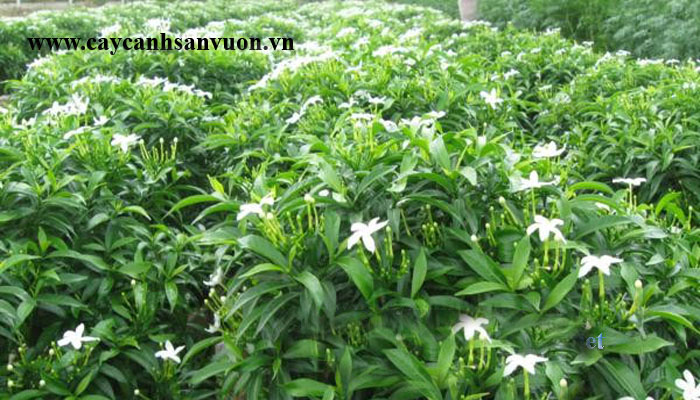 mai vạn phúc