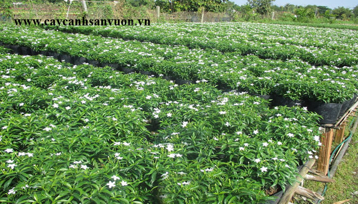 mai tiểu thư