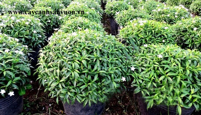 mai tiểu thơ