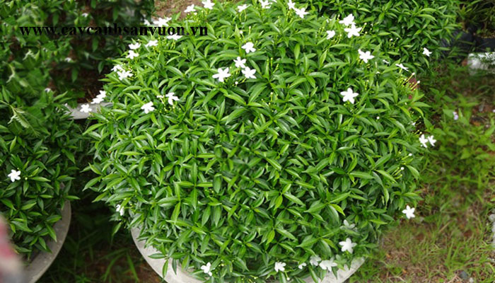 mai chỉ thiên