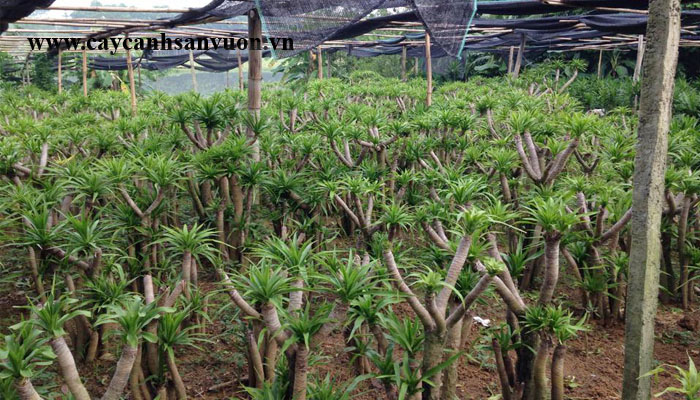 cây phất dụ
