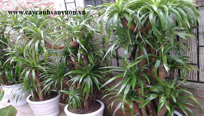 cây phất dụ
