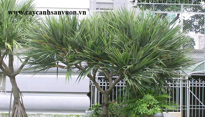 Cây đại lộc
