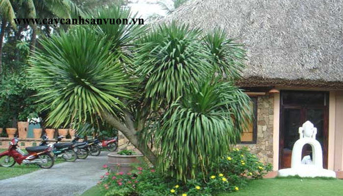 cây phất dụ