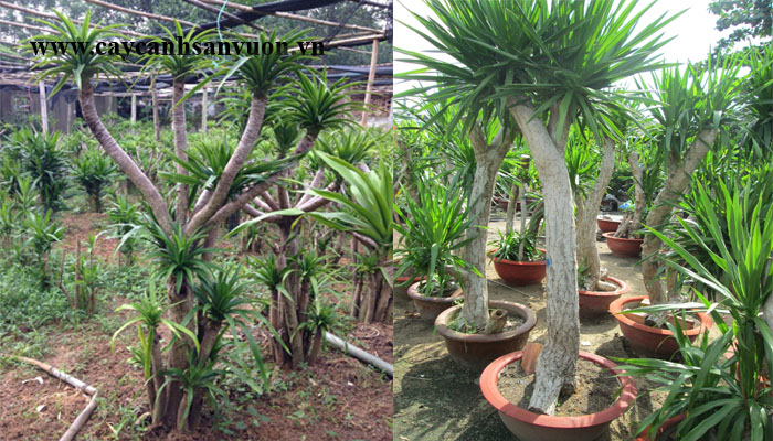 phất dụ rồng