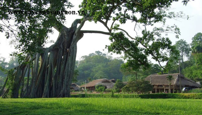cây đa