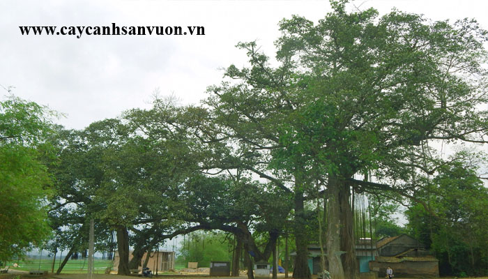 cây đa