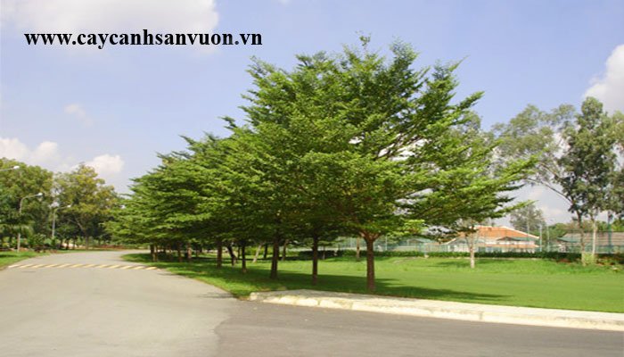 cây bành đài loan