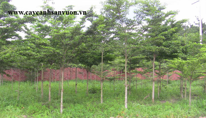 cây bành đài loan