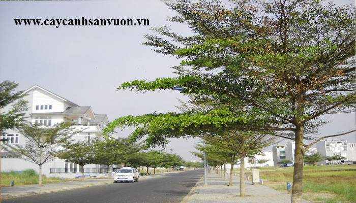 cây bàng đài loan