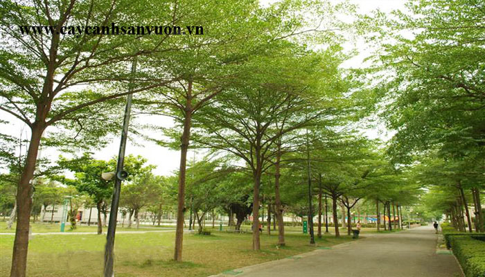 cây bàng đài loan