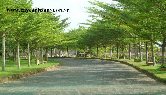 cây bàng đài loan