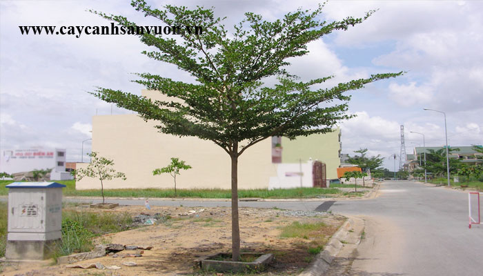 cây bàng đài loan