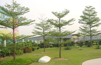 Cây bàng đài loan