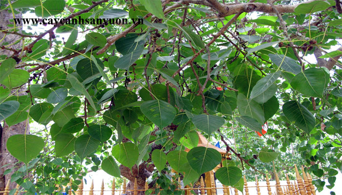 cây bồ đề