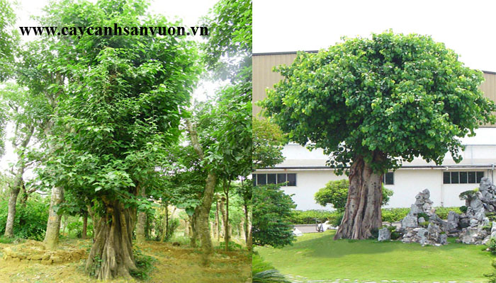 cây bồ đề