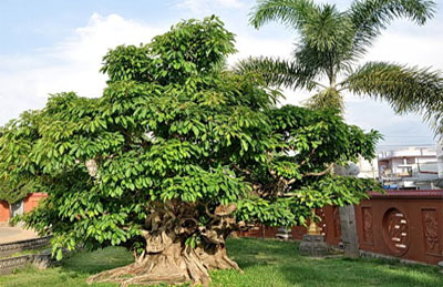 Cây bồ đề