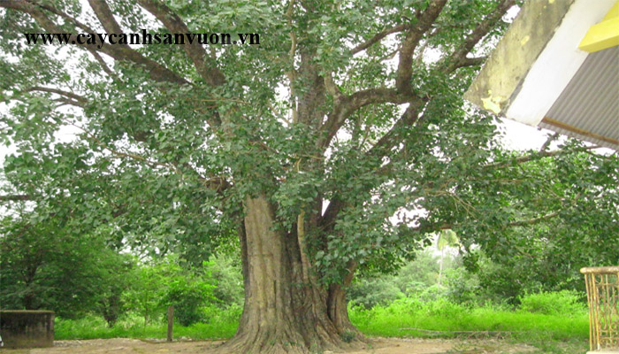 cây bồ đề
