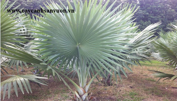 cây cọ bạc