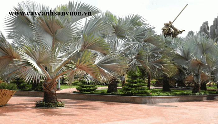 cây cọ bạc