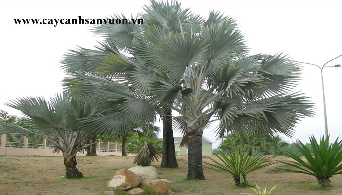 cây cọ bạc