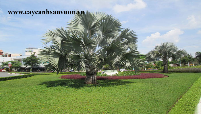 cây cọ bạc