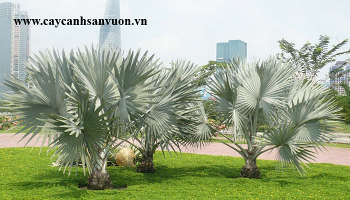 cây cọ bạc