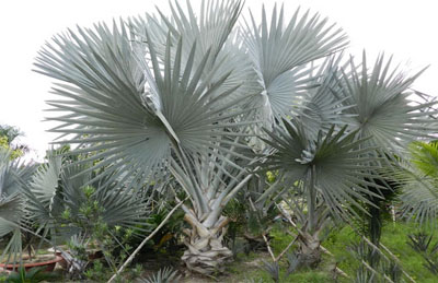 Cây cọ bạc