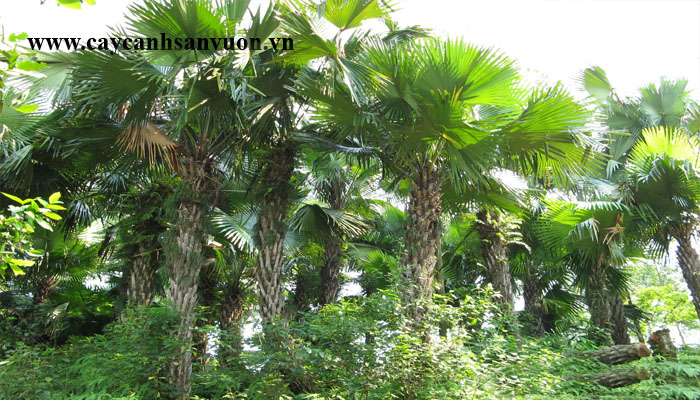 cây cọ dầu