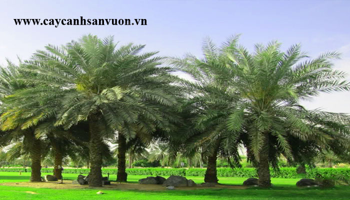 cây cọ dầu
