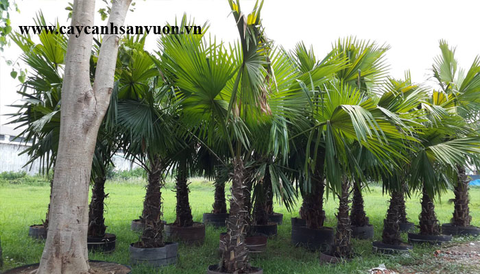cây cọ dầu
