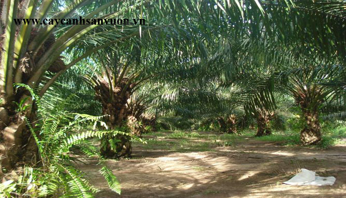 cây cọ dầu