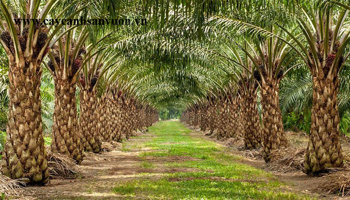 cây cọ dầu