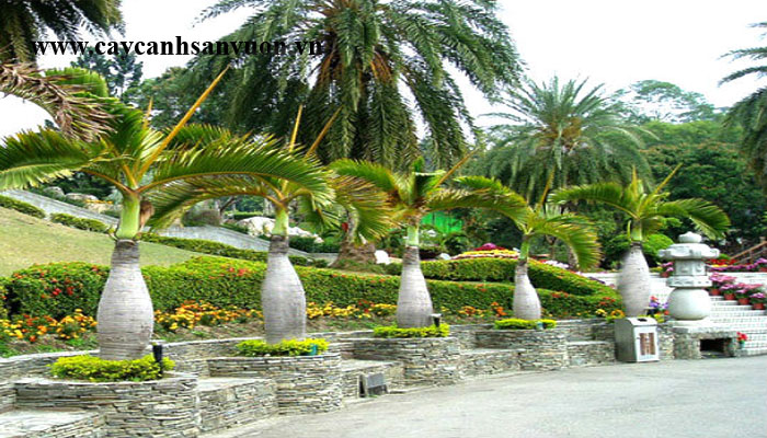 cây cau sâm banh