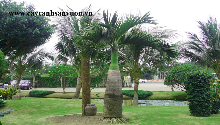 cây cau sâm banh