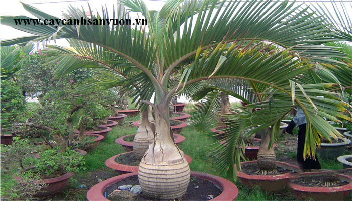 cây cau sâm banh