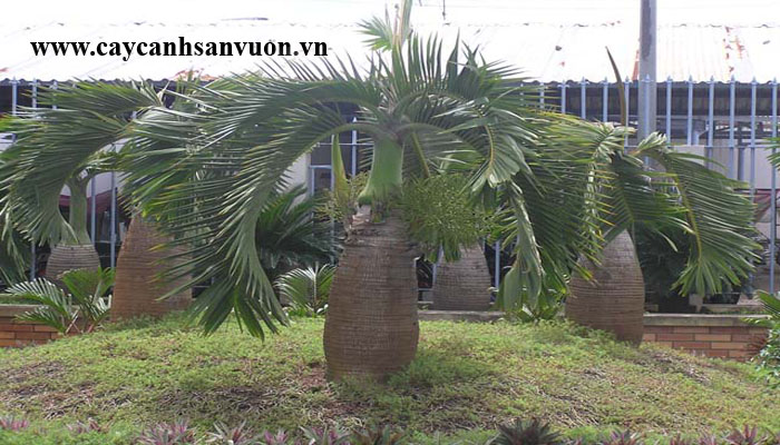 cây cau sâm banh