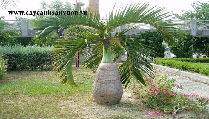 cây cau sâm banh
