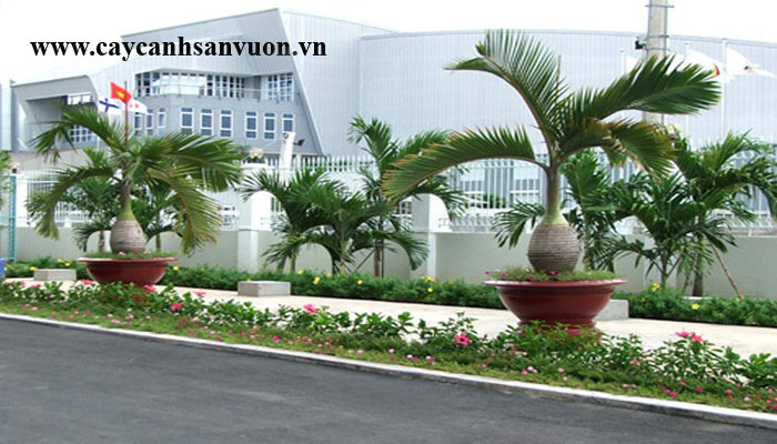 cây cau sâm banh