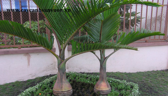 cây cau sâm banh