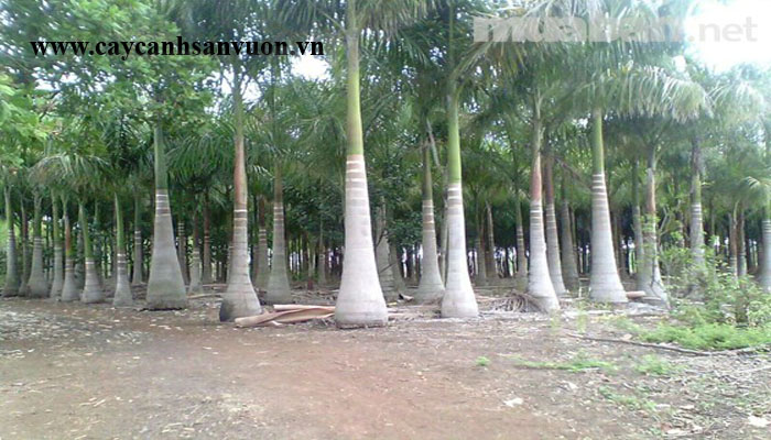 cây cau vua