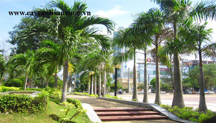 cây cau vua