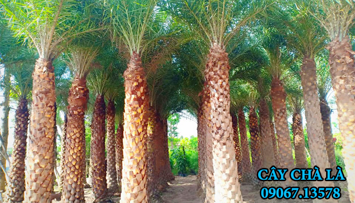 Cây chà là đẹp