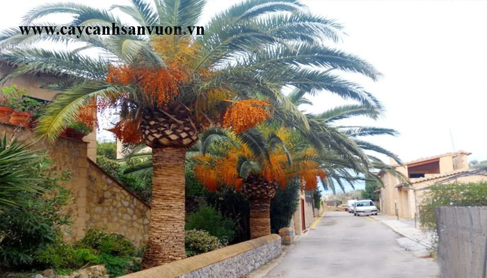 cây chà là